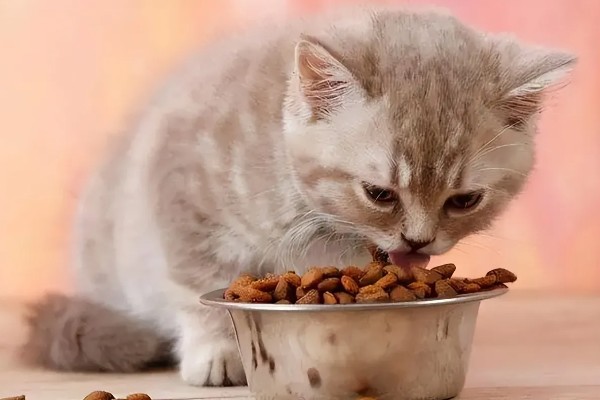 成猫吃幼猫粮有没有坏处,偶尔吃没有坏处