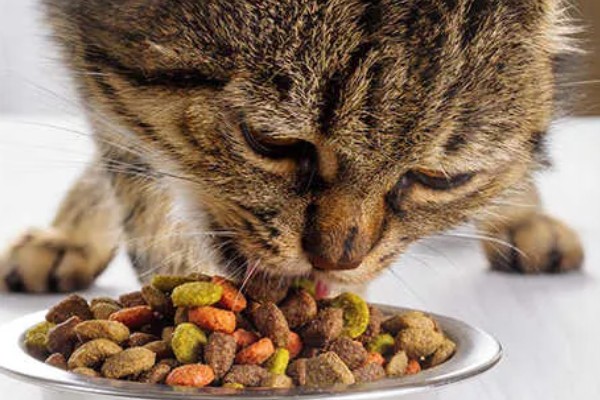成猫吃幼猫粮有没有坏处,偶尔吃没有坏处