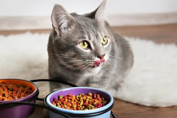 成猫吃幼猫粮有没有坏处,偶尔吃没有坏处