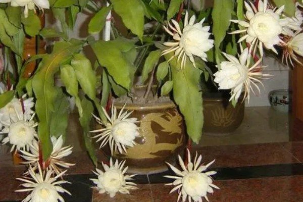 昙花什么时候开放，花期为6-10月份