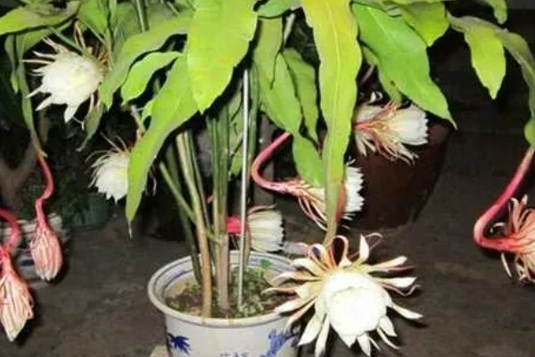 昙花什么时候开放，花期为6-10月份