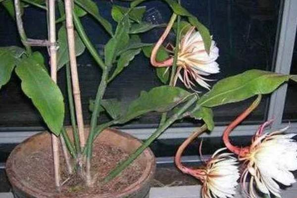 昙花什么时候开放，花期为6-10月份