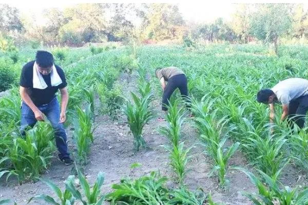 玉米降水的方式，收获后要进行通风降水