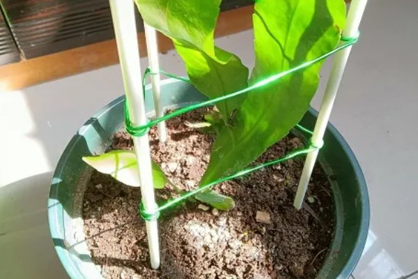 昙花什么时候开放，花期为6-10月份