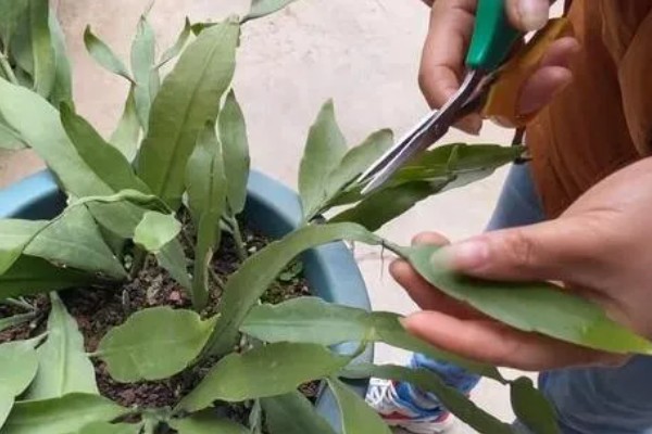 昙花什么时候开放，花期为6-10月份