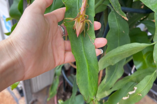 昙花什么时候开放，花期为6-10月份