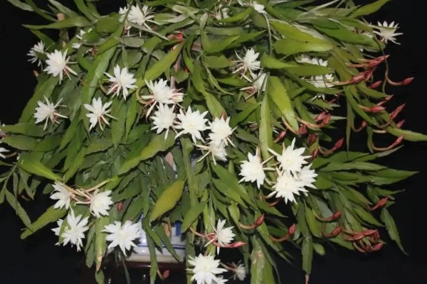 昙花什么时候开放，花期为6-10月份