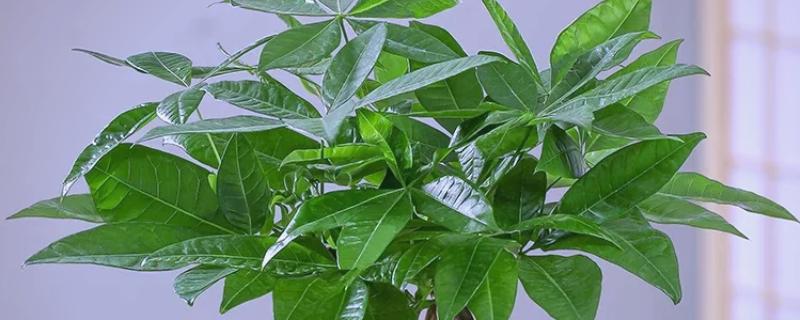 移栽发财树要注意什么,把温度保持在18℃以上