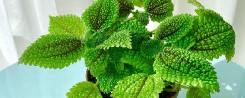 皱叶冷水花会不会开花,花期是在夏秋季节