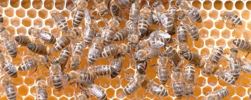 蜂群没蜂王的表现，初期蜂群会逐渐的躁动不安