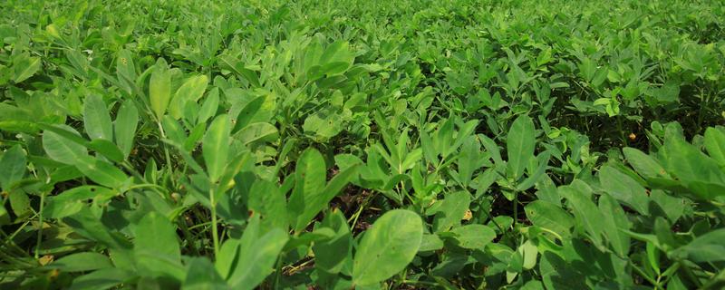 花生地打封闭药的时间，种子出苗后或杂草4叶期可以喷雾