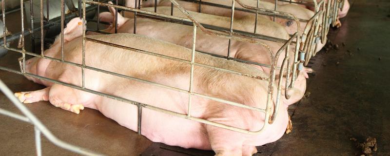 用卷尺算猪体重的方法，用卷尺沿背脊量到尾根的第一自然轮纹