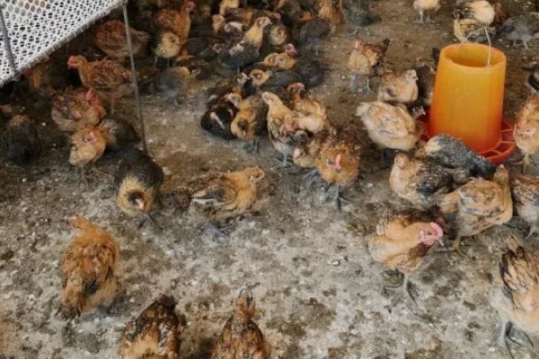 脱温鸡的含义，是指在保温室中生活一段时间、不用继续保温的雏鸡