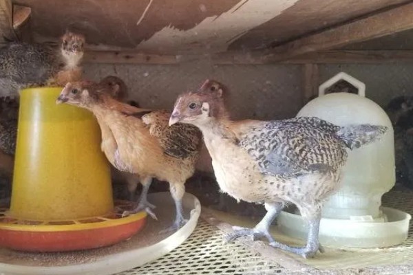 脱温鸡的含义，是指在保温室中生活一段时间、不用继续保温的雏鸡