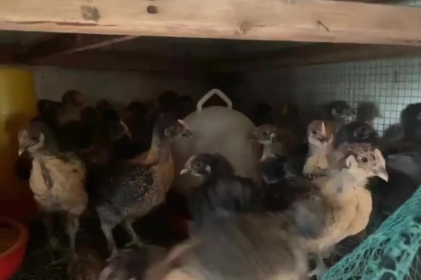 脱温鸡的含义，是指在保温室中生活一段时间、不用继续保温的雏鸡