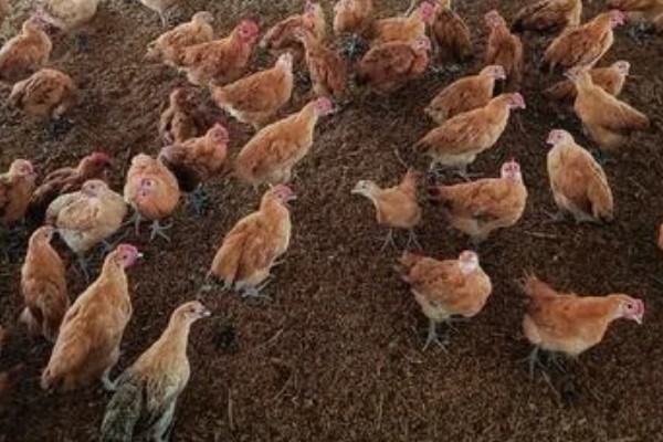 脱温鸡的含义，是指在保温室中生活一段时间、不用继续保温的雏鸡