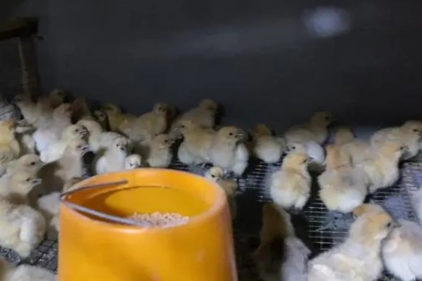 脱温鸡的含义，是指在保温室中生活一段时间、不用继续保温的雏鸡