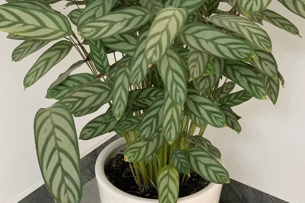 银羽竹芋适合放家里养吗,适合放家里