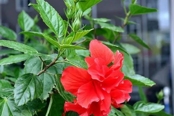 扶桑花有什么寓意,代表新鲜的恋情、微妙的美等含义