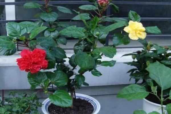 扶桑花有什么寓意,代表新鲜的恋情、微妙的美等含义