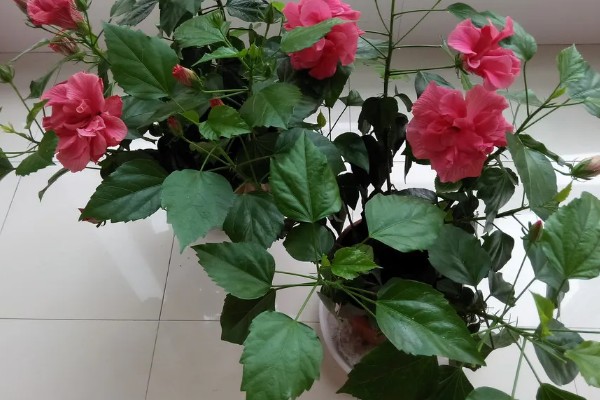 扶桑花有什么寓意,代表新鲜的恋情、微妙的美等含义