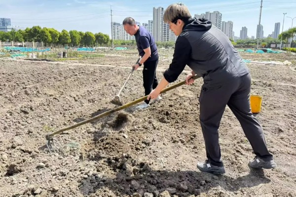 山药如何种植，选取无病害的根头作为种块