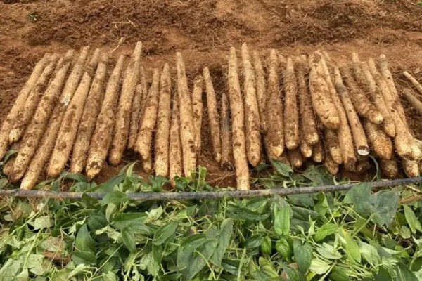 山药如何种植，选取无病害的根头作为种块