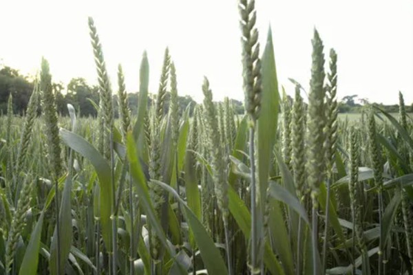 小麦的生长周期是多久，受生态条件和栽培环境的影响