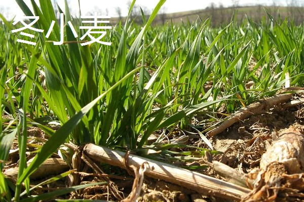 小麦的生长周期是多久，受生态条件和栽培环境的影响