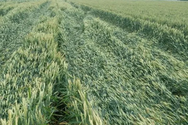 小麦的生长周期是多久，受生态条件和栽培环境的影响