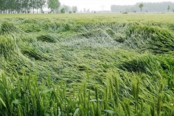 小麦的生长周期是多久，受生态条件和栽培环境的影响
