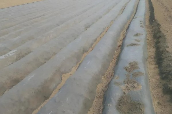 山药如何种植，选取无病害的根头作为种块
