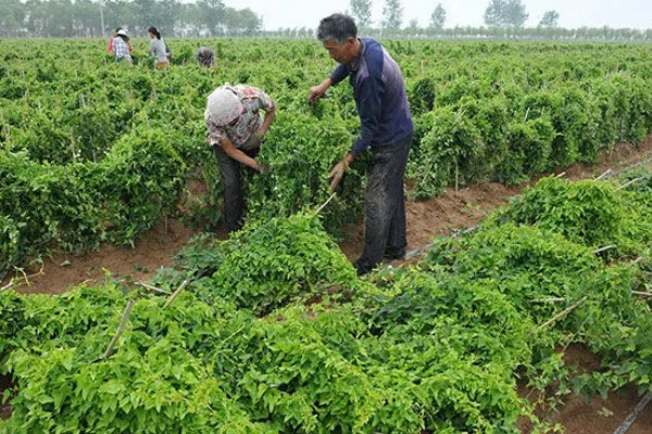 山药如何种植，选取无病害的根头作为种块