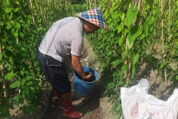 山药如何种植，选取无病害的根头作为种块