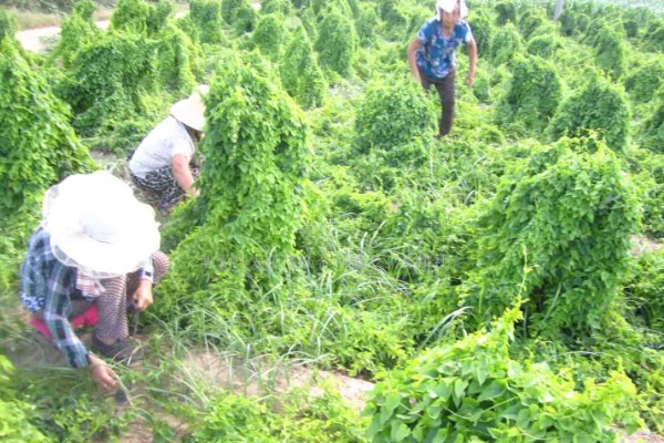 山药如何种植，选取无病害的根头作为种块