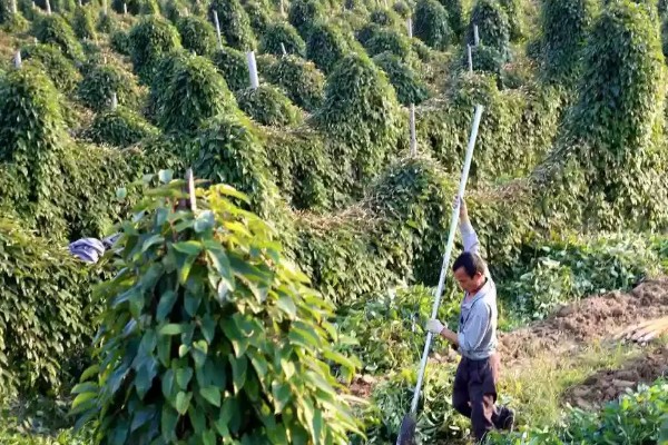 山药如何种植，选取无病害的根头作为种块