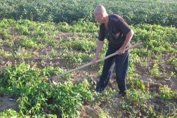 山药如何种植，选取无病害的根头作为种块