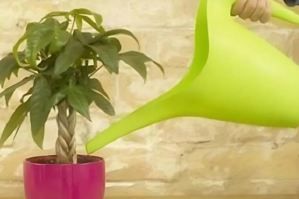 移栽发财树要注意什么,把温度保持在18℃以上