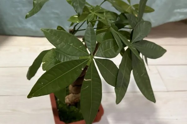 移栽发财树要注意什么,把温度保持在18℃以上