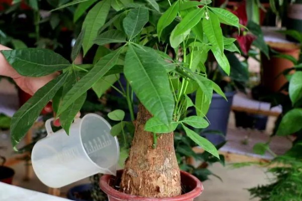 移栽发财树要注意什么,把温度保持在18℃以上