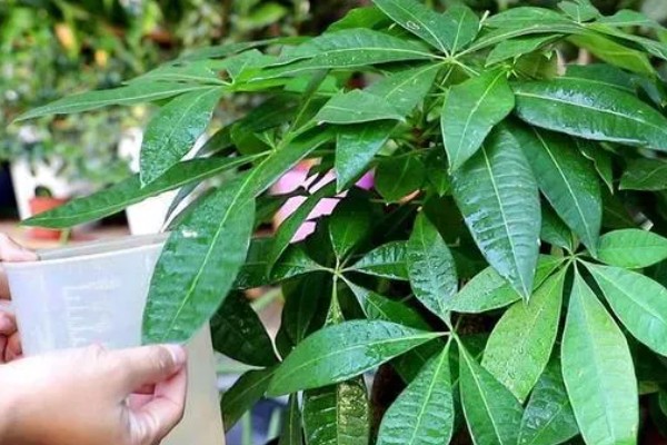 移栽发财树要注意什么,把温度保持在18℃以上