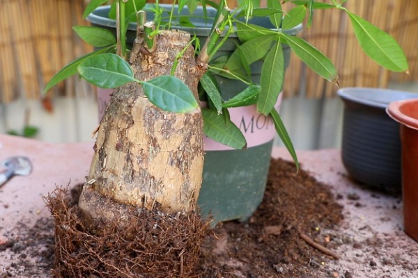 移栽发财树要注意什么,把温度保持在18℃以上