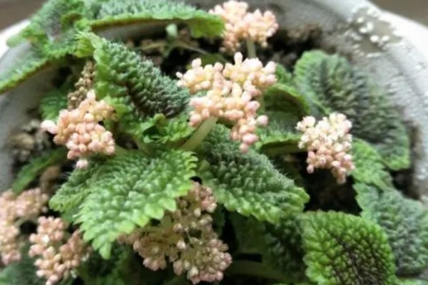 皱叶冷水花会不会开花,花期是在夏秋季节