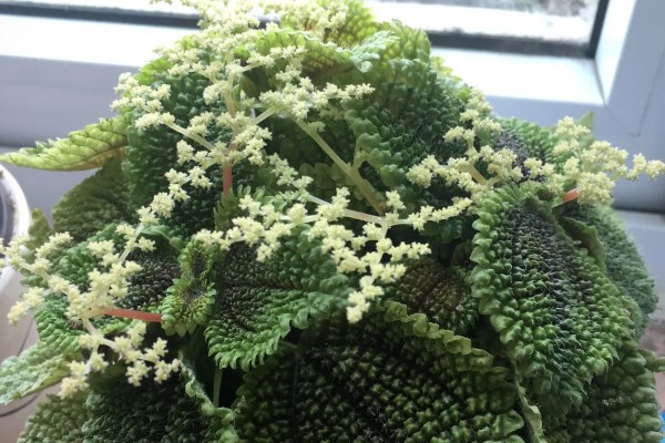 皱叶冷水花会不会开花,花期是在夏秋季节