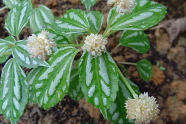 皱叶冷水花会不会开花,花期是在夏秋季节