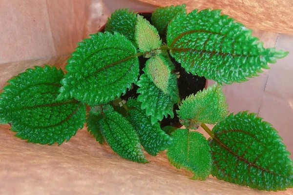 皱叶冷水花会不会开花,花期是在夏秋季节