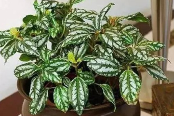 皱叶冷水花会不会开花,花期是在夏秋季节