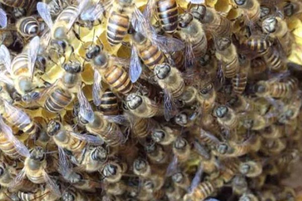 蜂群没蜂王的表现,初期蜂群会逐渐的躁动不安