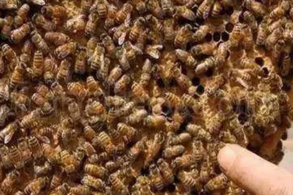 蜂群没蜂王的表现,初期蜂群会逐渐的躁动不安