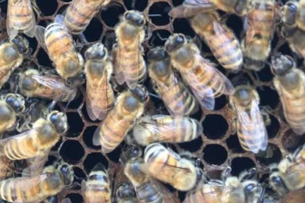 蜂群没蜂王的表现,初期蜂群会逐渐的躁动不安